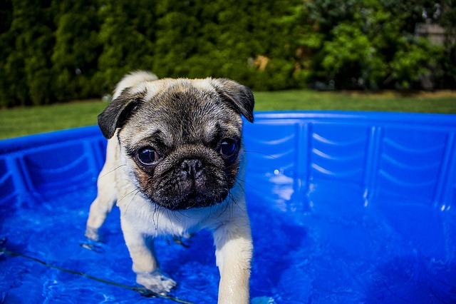Pourquoi acheter une piscine pour votre chien?